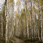 Березки